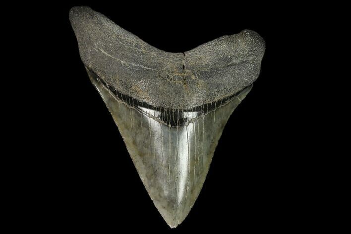 Serrated Fossil Megalodon Tooth - South Carolina #128308